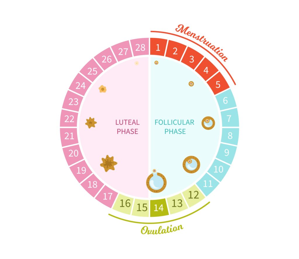 The days of the menstrual cycle broken down into a 28-day chart and separated into the follicular and luteal phase.