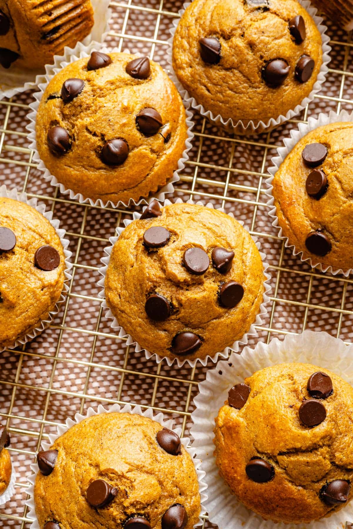A stunning close up of a muffin with big chocolate chips on top.